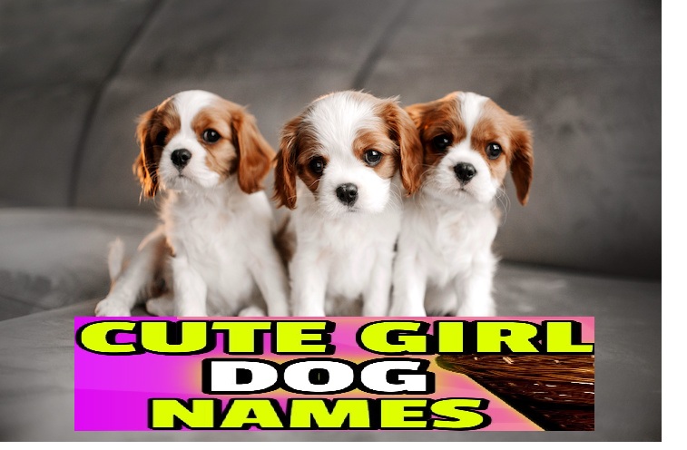 Top Cute Girl Dog Names – Perfect for Your Puppy!