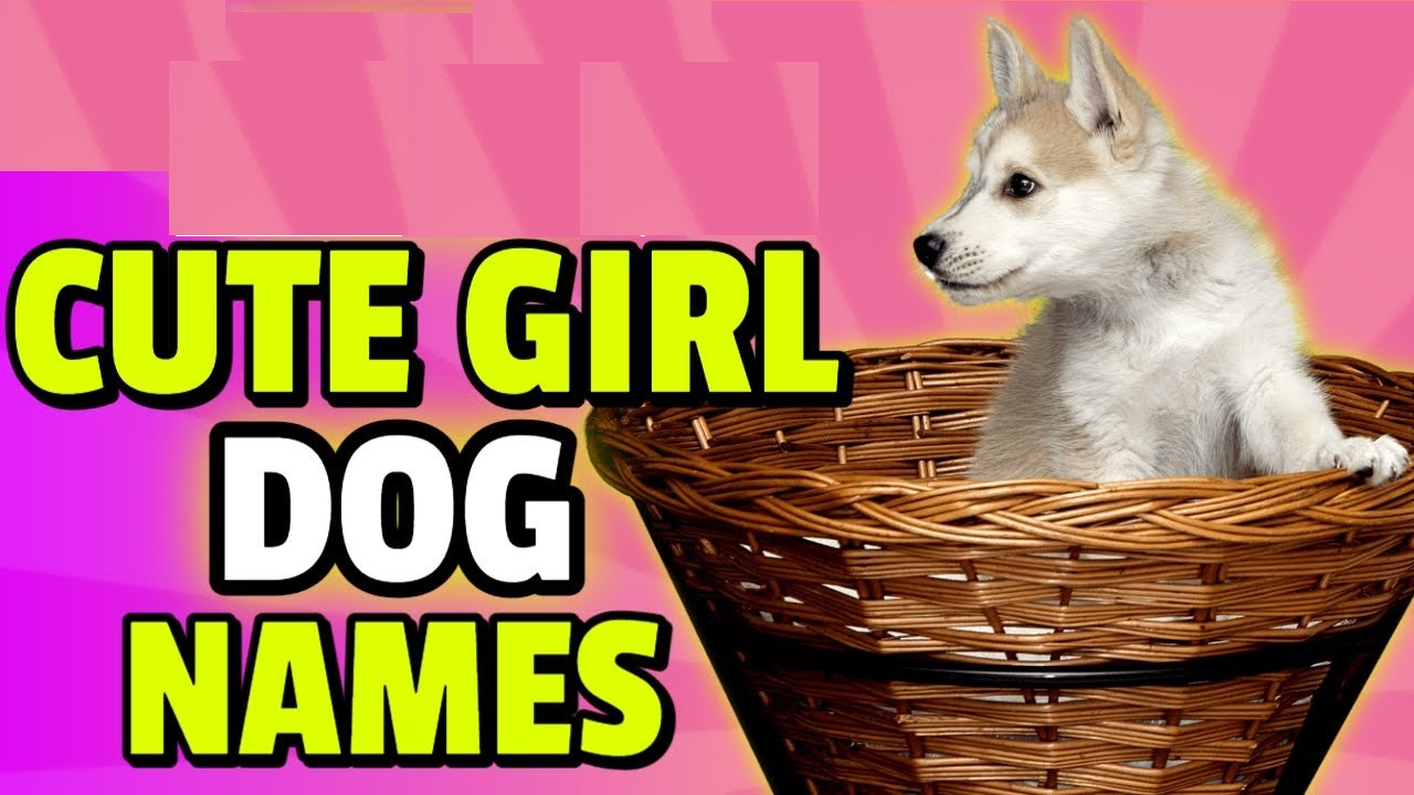 Top Cute Girl Dog Names – Perfect for Your Puppy!